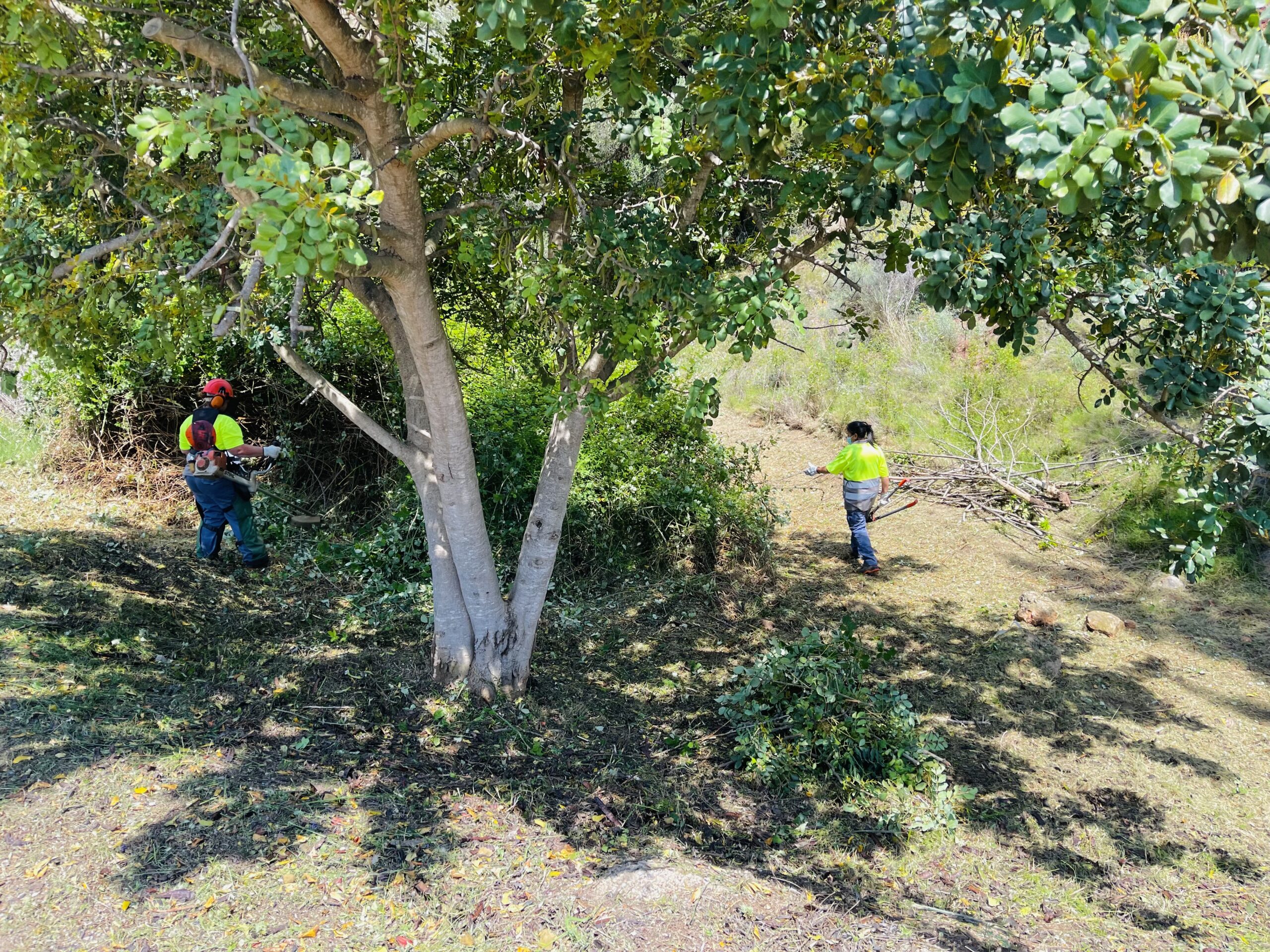 Read more about the article Comencen els treballs de neteja dels barrancs de Serra