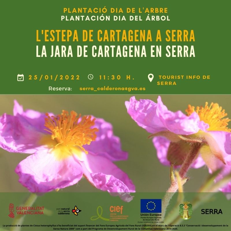 Read more about the article DIA DE L’ARBRE A SERRA