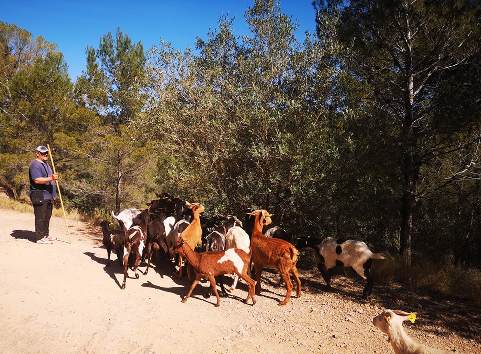 Read more about the article Les cabres pasturen de nou a Serra per previndre incendis forestals